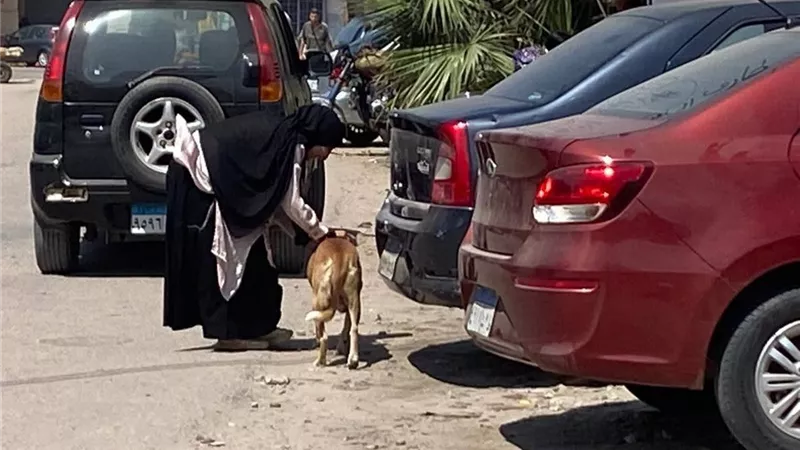 حملة موسعة لمكافحة الكلاب الضالة وتطعيمها ضد السعار بدمياط ورأس البر