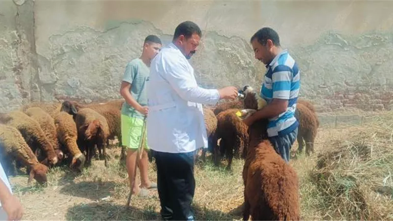  قافلة بيطرية مجانية بقرية شبراتنا ببسيون ضمن مبادرة 
