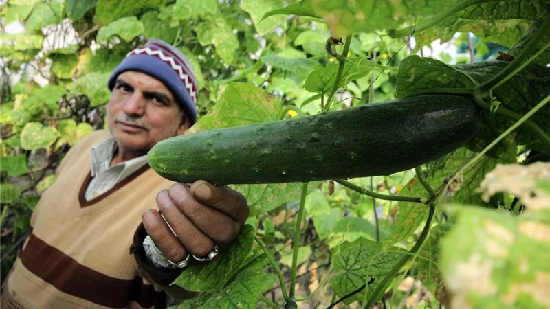 الخيار.. طاقة ورشاقة في ثمرة واحدة