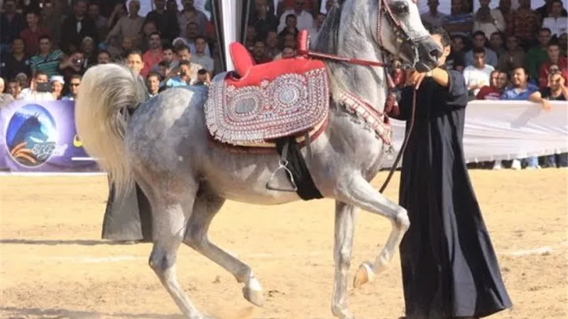 سياحة الشرقية: إجراء القرعة العلنية لأدب الخيل غداً فى ال 4 عصراً 