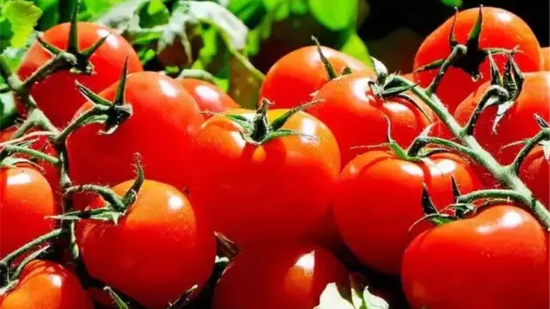 فيديو وراء شائعة ارتفاع أسعار الطماطم.. وخبير زراعي يكشف سر اللون الأبيض