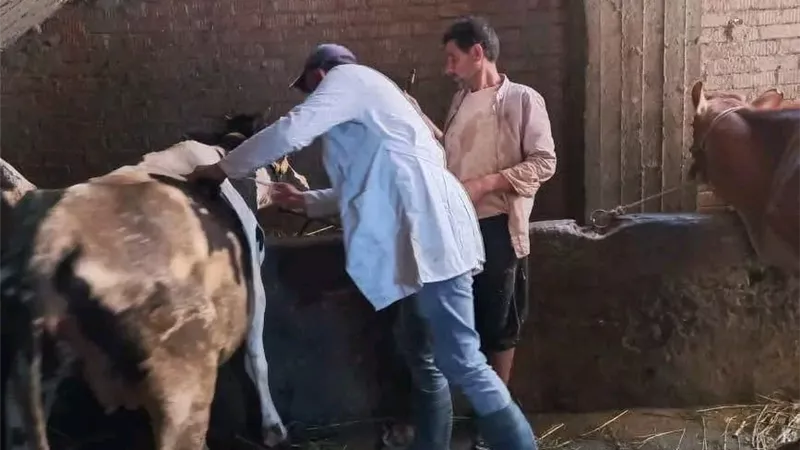 تحصين 219 ألف رأس ماشية في الدقهلية ضد الحمى القلاعية