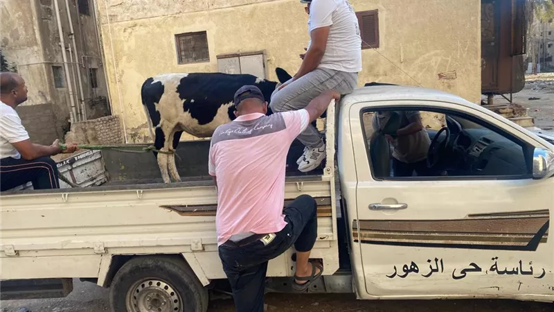 «قفشوا التور الهائج».. موظفو بورسعيد يطاردون المواشي الهائمة في الشوارع
