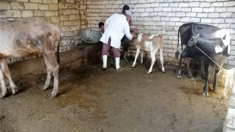 تحصين 94064 رأس ماشية ضد الحمى القلاعية في الإسماعيلية| صور