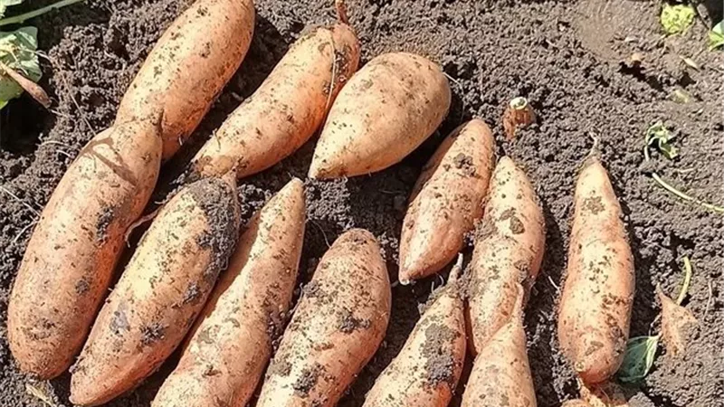 «معسلة يا بطاطا».. أهالي كفر الشيخ يحتفلون بالمحصول الجديد: تدفيك من برد الشتاء والفدان بيرمي 30 طن
