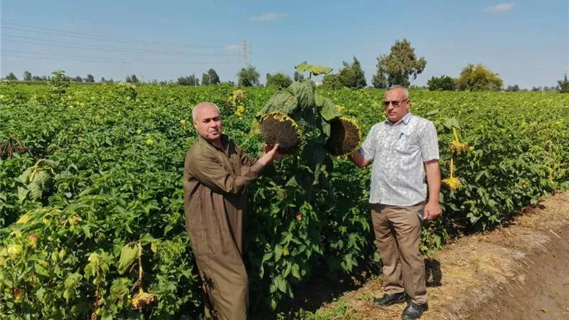 «الاستخدام الصحيح والآمن لمبيدات الحشائش» دورة تدريبية بزراعة كفرالشيخ