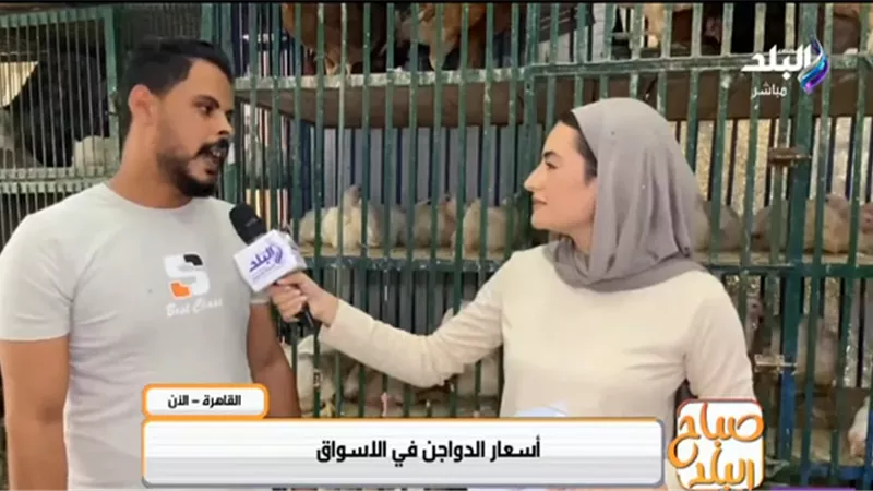 من قلب السوق..تعرف على أسعار الفراخ البيضاء والدواجن |فيديو