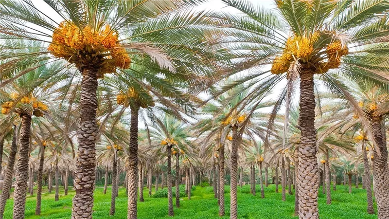 «بحوث الصحراء» ينظم ورشة عمل لتنمية الثروة الحيوانية ودعم المربين بسيوة