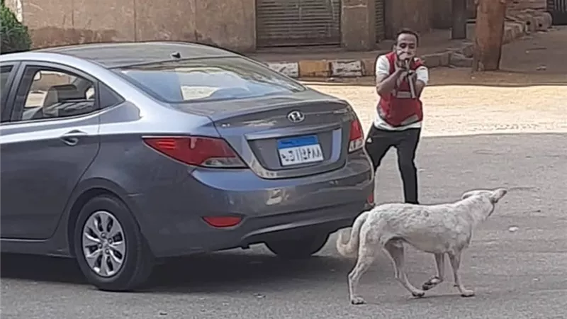 تطعيم وتحصين 450 كلبا ضالا ضمن حملات الطب البيطري بقنا