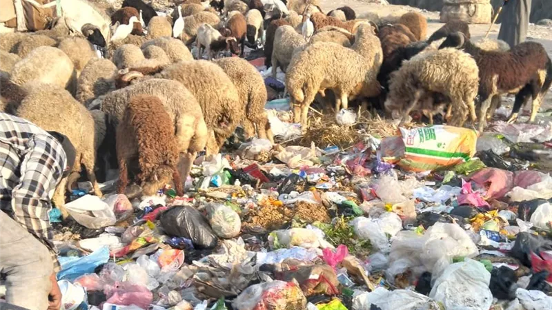 «أولادنا بيمشوا وسط الزبالة».. صرخة أهالي كرداسة للمسؤولين|إنفوجراف