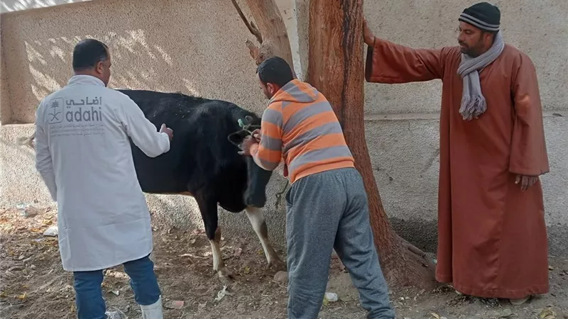 الحملة القومية للتحصين تحمي الثروة الحيوانية بالفيوم خلال فصل الشتاء