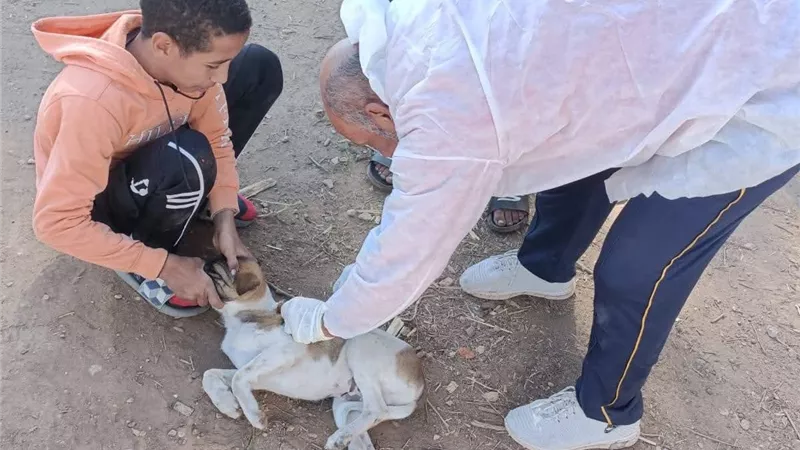 حملة بيطرية لتطعيم كلاب الشوارع ضد مرض السعار بسوهاج