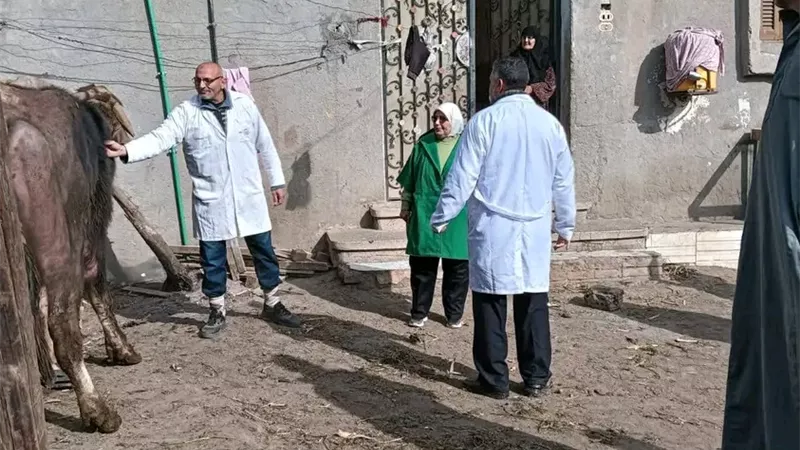 محافظ الدقهلية: تحصين 68 ألف رأس ماشية ضمن الحملة القومية الاستثنائية 