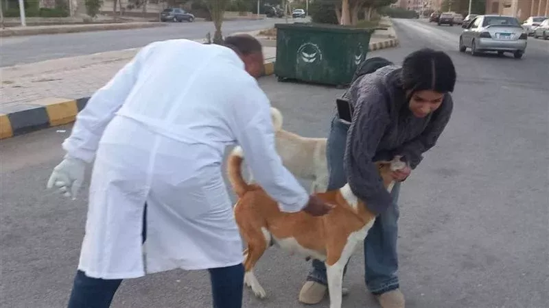 وزارة الزراعة: استمرار حملة مكافحة السعار والسيطرة على أعداد الكلاب الحرة 