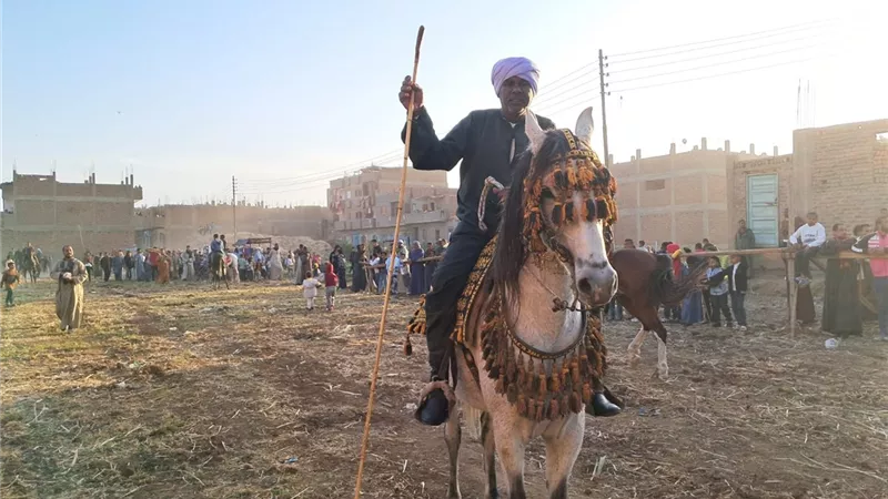 «هيبة ومقام.. خيل وفرسان».. استعراض الخيول فى مرماح مولد العشي بالأقصر