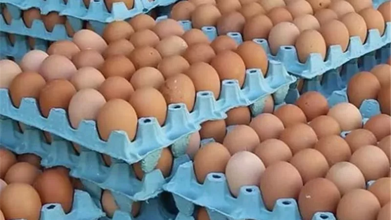 الكرتونة بكام انهاردة؟.. أسعار البيض الأبيض والأحمر والبلدي اليوم 23 مايو 
