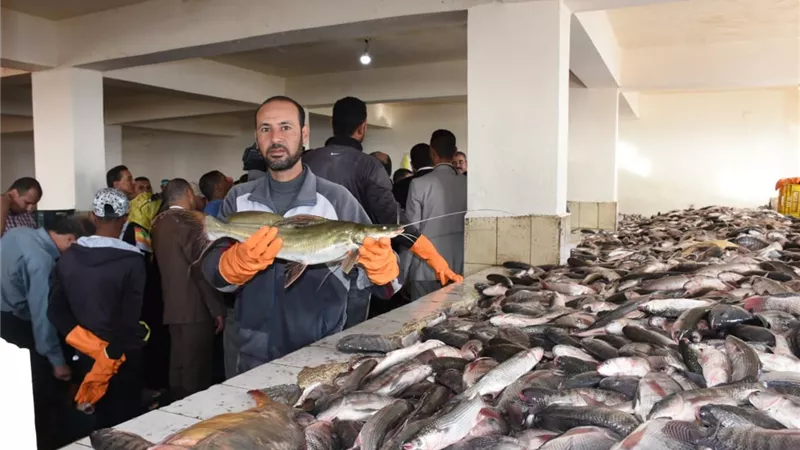 الجمبري بـ 350 جنيه.. أسعار الأسماك في سوق العبور اليوم