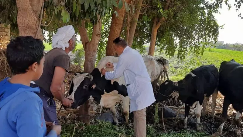 تحصين أكثر من 44 ألف رأس ماشية ضد الحمى القلاعية في المنيا