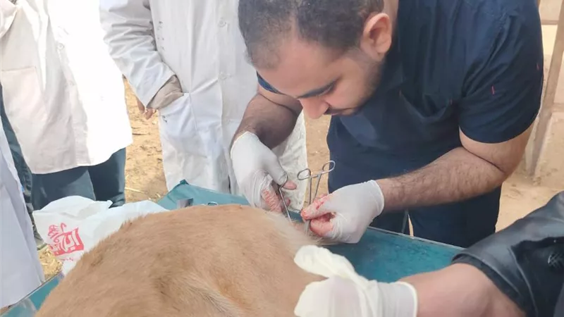 بيطري المنيا: استمرار حملات تحصين وتعقيم الكلاب الحرة