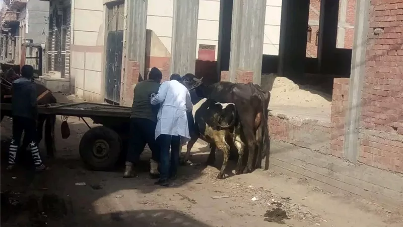تحصين 110 آلاف رأس ماشية ضد الحمى القلاعية بالدقهلية