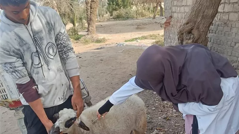 محافظ الجيزة: تحصين 90 ألف رأس ماشية ضد الحمى القلاعية|صور 