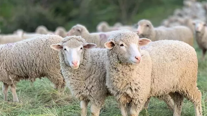 ما حكم العقيقة عن الذكر والأنثى وطريقة توزيعها؟.. دار الإفتاء توضح