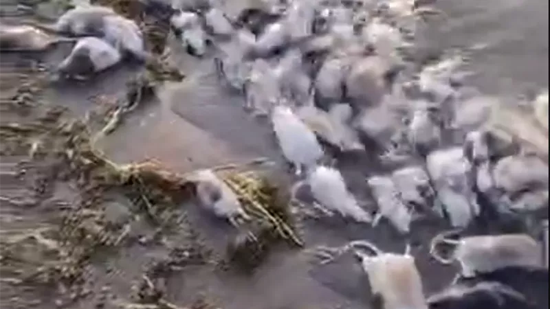 نفوق الفئران في نهر عطبرة.. خطر بيئي يهدد السودان| تفاصيل