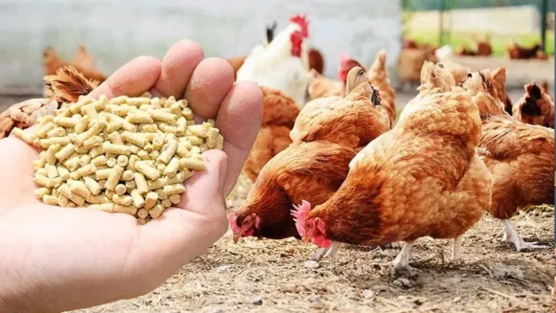 المجمد أغلى من الطازج.. فرض رسوم حماية على الدواجن المستوردة|فيديو