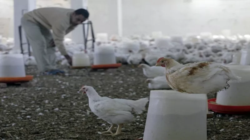 من خير بلدنا.. الإنتاج المحلي من الدواجن يغطي الطلب ويحقق فائض| فيديو