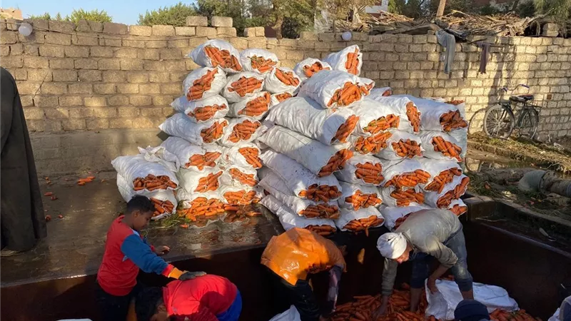مزارعو المنيا يتوقعون ارتفاع أسعار الجزر |فيديو 