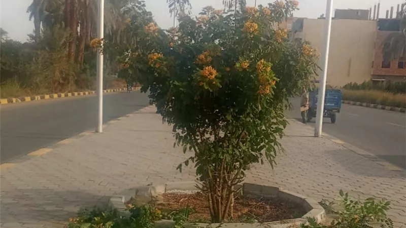  حملات نظافة مكثفة وتقليم الأشجار والمسطحات الخضراء بمدينة الأقصر 