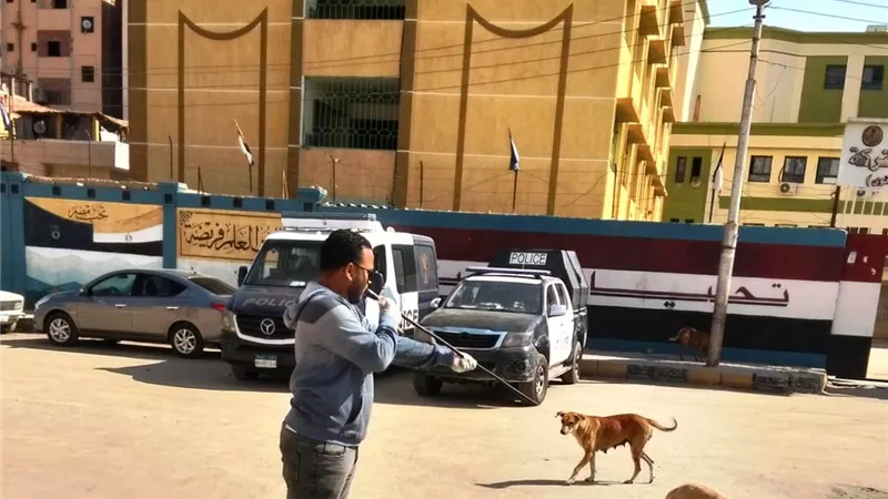 حملات لتطعيم الكلاب الضالة في أسوان