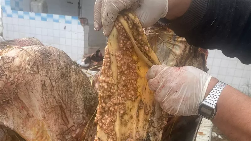 إعدام بقرة لإصابتها بالسل الحبيبي بمحرقة مجزر شطا بدمياط