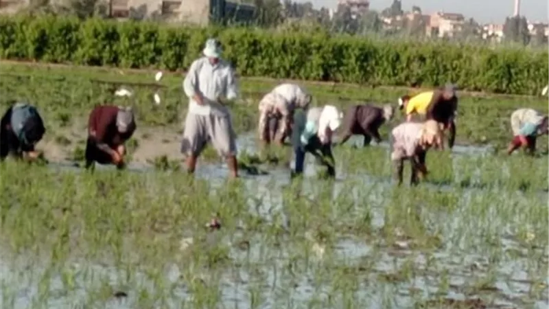 حصاد مركز البحوث الزراعية في أسبوع.. دعم التنمية