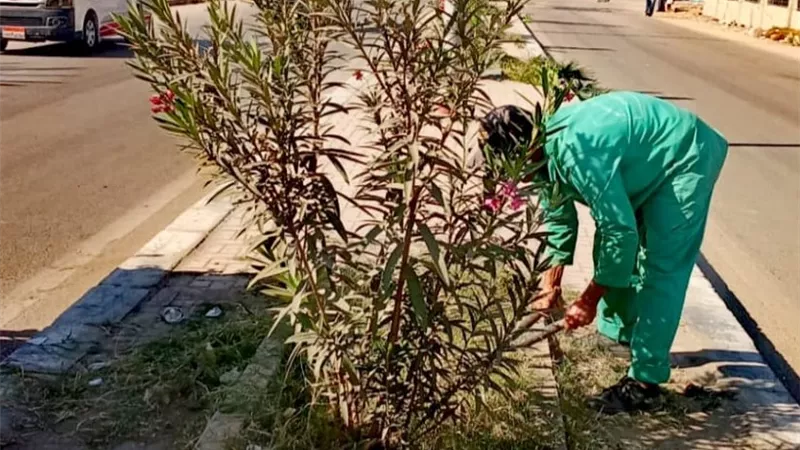  غرس 100 شجرة مثمرة وزينة لدعم البيئة وتحسين جودة الحياة بالسنطة