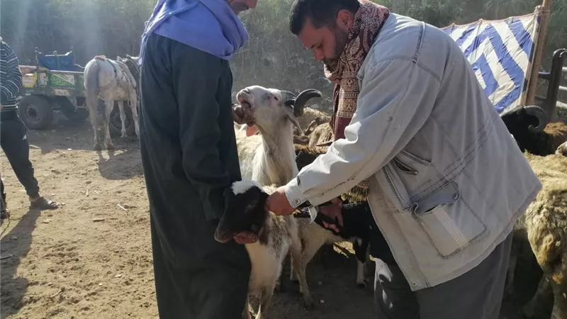 الغربية تحصن 170 ألف رأس ماشية في حملة استثنائية لمكافحة الحمى القلاعية