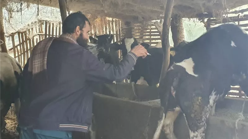تحصين 170 ألف رأس ماشية ضد الحمى القلاعية من خلال 120 لجنة في كفر الشيخ
