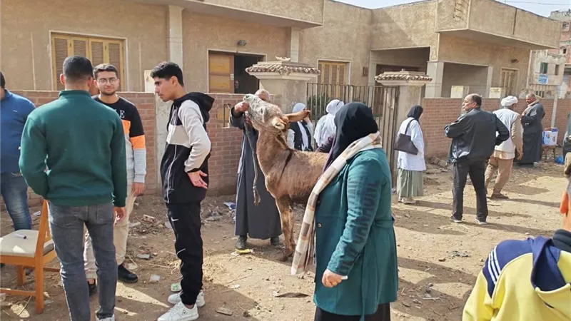 بيطري كفر الشيخ يطلق قافلة مجانية بقرية الطايفة|صور 