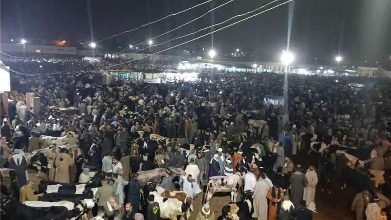 متابعة ميدانية مستمرة لتنظيم سوق المواشي بدمنهور|صور