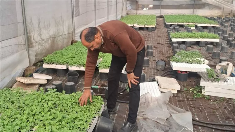وكيل وزارة الزراعة بكفر الشيخ يتابع عملية المرور على زراعات القمح