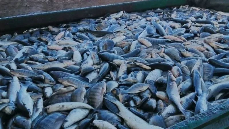 «تنمية البحيرات»: الحصاد يحقق إنتاج 33 طنًا من مزرعة المنزلة السمكية