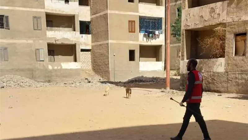 تحصين 128 كلبا ضالا للحد من انتشار الأمراض في قنا
