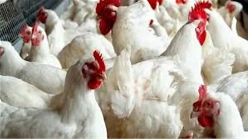 أسعار الدواجن تشعل أسواق المنيا قبل رمضان.. والفراخ تواصل الارتفاع
