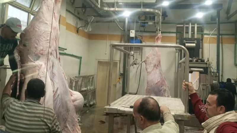 بتكلفة 23 مليون جنيه.. بدء التشغيل التجريبي لمجزر بيلا في كفر الشيخ 