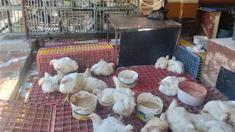 سعر كيلو الفراخ البيضاء اليوم الإثنين في محافظة كفر الشيخ