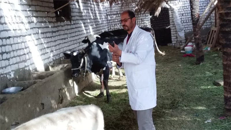 تحصين 86 ألفا و303 رؤوس ماشية ضد الحمى القلاعية والأمراض الوبائية بالمنيا