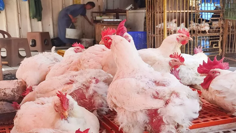حقيقة النفوق الجماعي للدواجن بسبب تقلبات الطقس.. توضيح هام من الشعبة|خاص