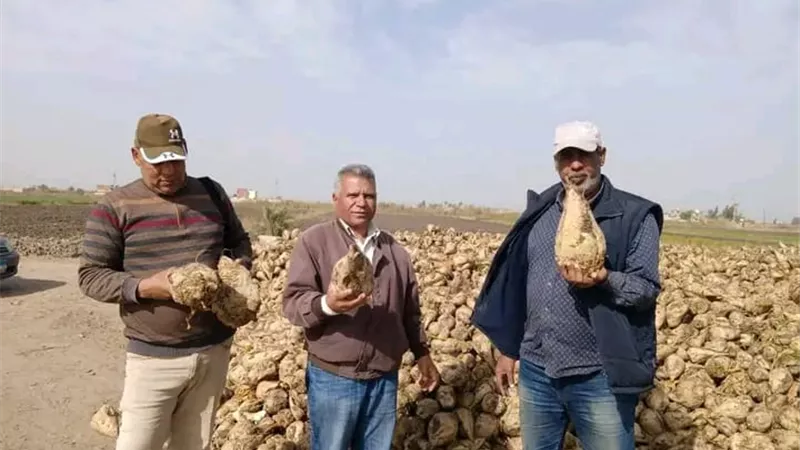«زراعة الإسماعيلية»: انطلاق موسم حصاد بنجر السكر بالقنطرة شرق
