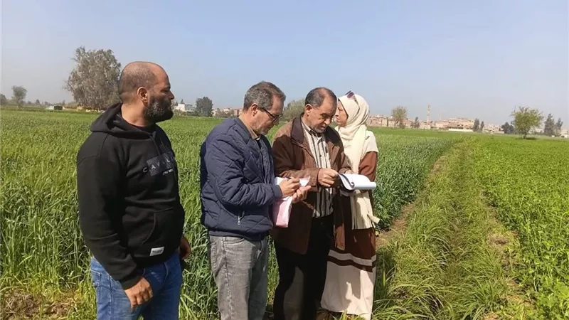زراعة كفر الشيخ تكثف لجان التدقيق الميداني لحصر كميات محصول القمح
