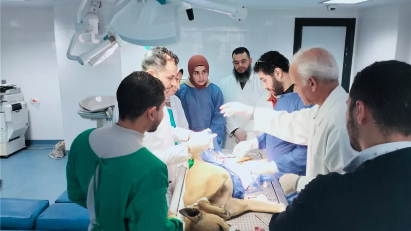 جامعة دمنهور تواصل تنفيذ عمليات التعقيم للحد من ظاهرة الكلاب الضالة